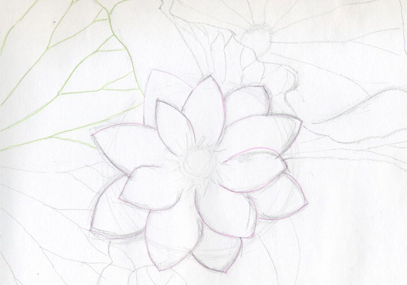 How to draw LOTUS mẫu 3  Cách vẽ hoa sen đơn giản và đẹp  Vẽ bông sen  TRANG TRÍ ĐẦU BÁO TƯỜNG  YouTube