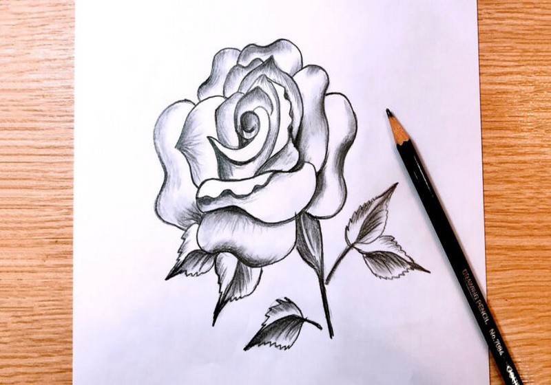 vẽ bông hoa hồng