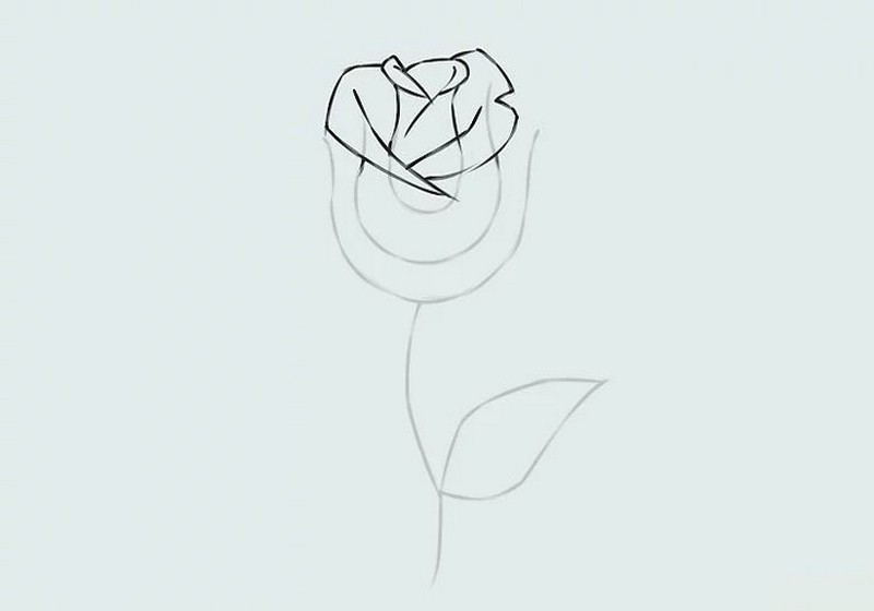 cách vẽ bông hồng