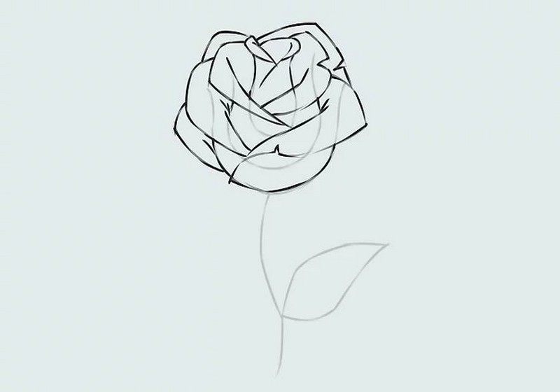 hình vẽ hoa hồng đơn giản