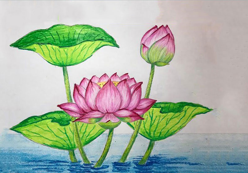 cách vẽ hoa sen bằng chì