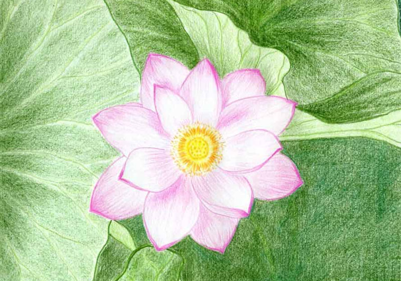 Chi tiết hơn 342 hướng dẫn vẽ hoa sen mới nhất  Tin Học Vui