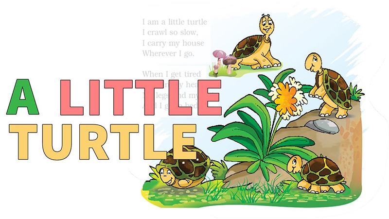Bài thơ bằng tiếng Anh cho bé mang tên Little Turtle