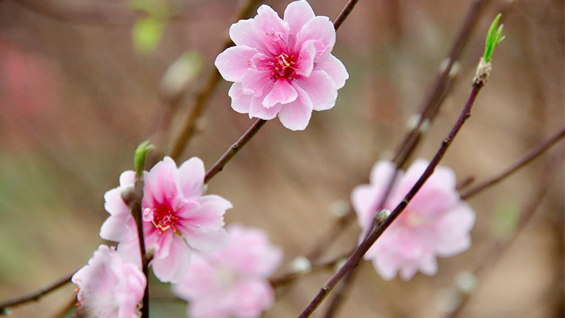 Hoa đào đã từ lâu trở thành loài hoa quen thuộc trong ngày Tết bởi màu sắc tươi mới, mang nhiều giá trị đặc biệt