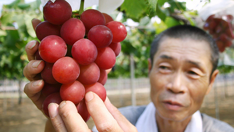 Bài thơ Chùm Quả Ngọt.