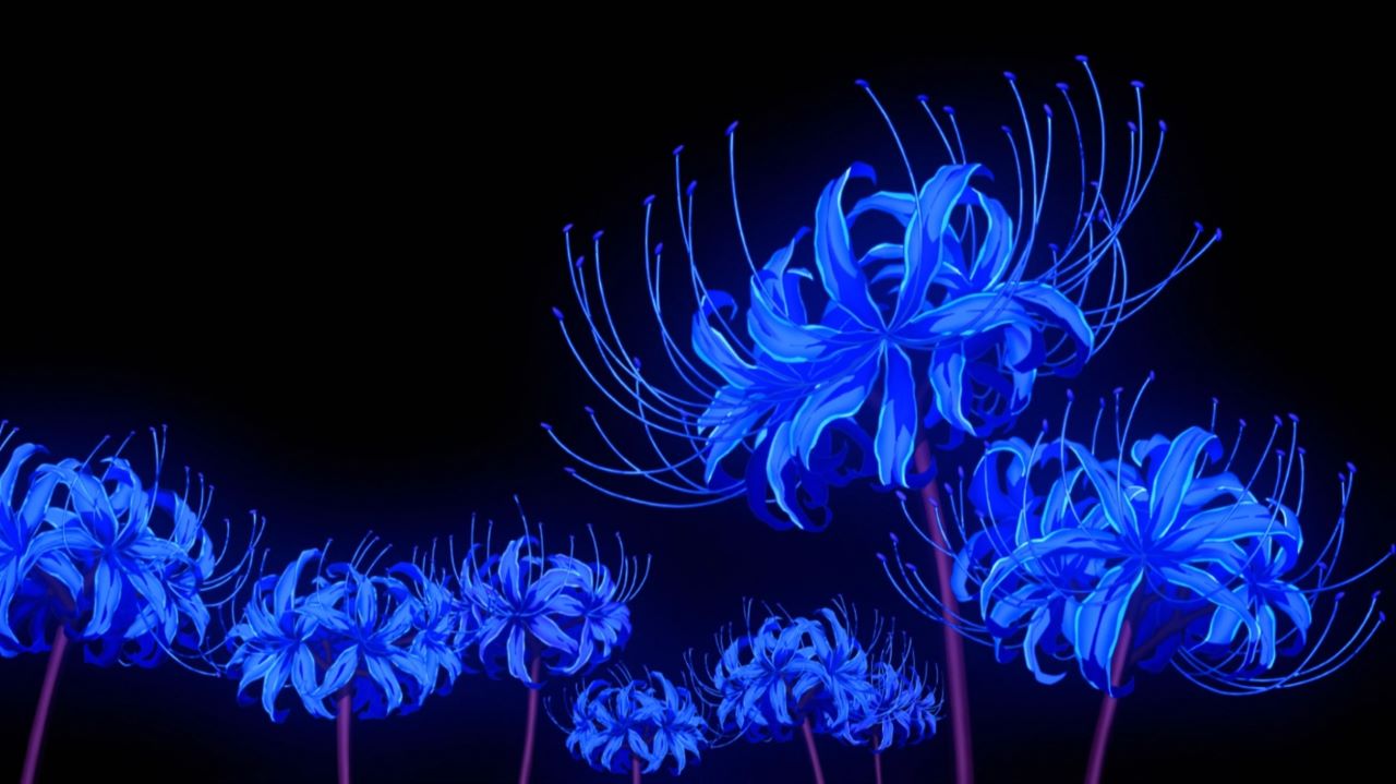 hoa bỉ ngạn xanh anime